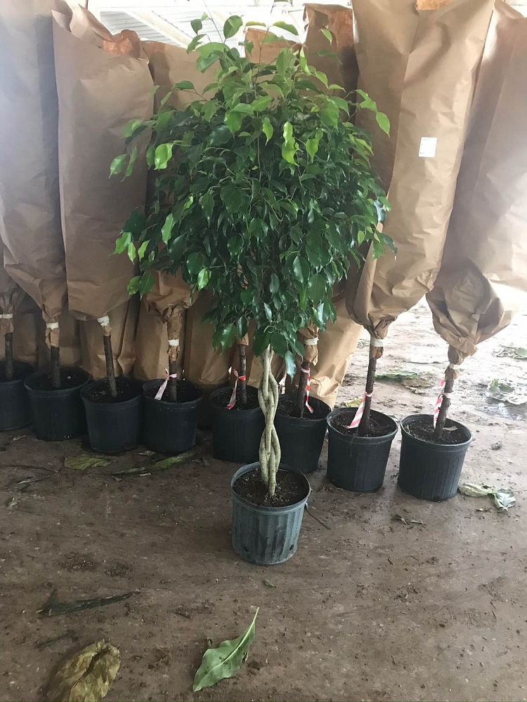 ficus-benjamina-weeping-fig-java-fig-benjamin-fig