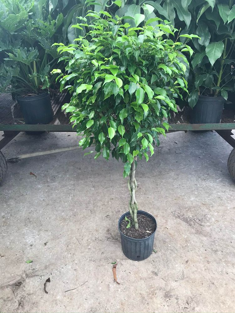 ficus-benjamina-weeping-fig-java-fig-benjamin-fig