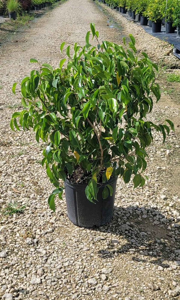 ficus-benjamina-weeping-fig-java-fig-benjamin-fig