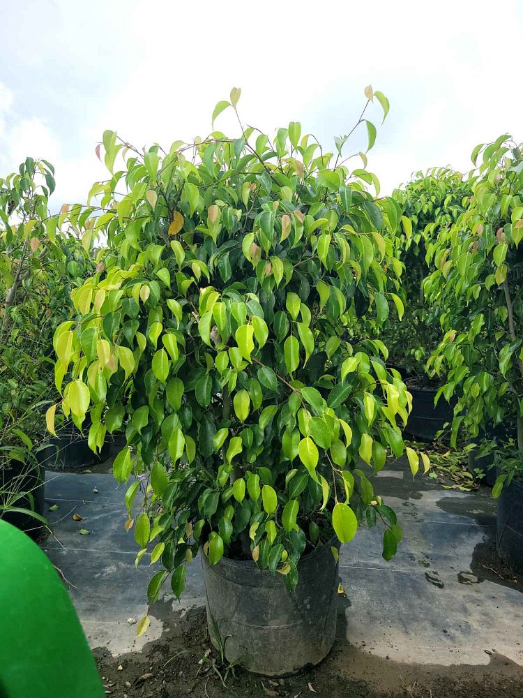ficus-benjamina-weeping-fig-java-fig-benjamin-fig