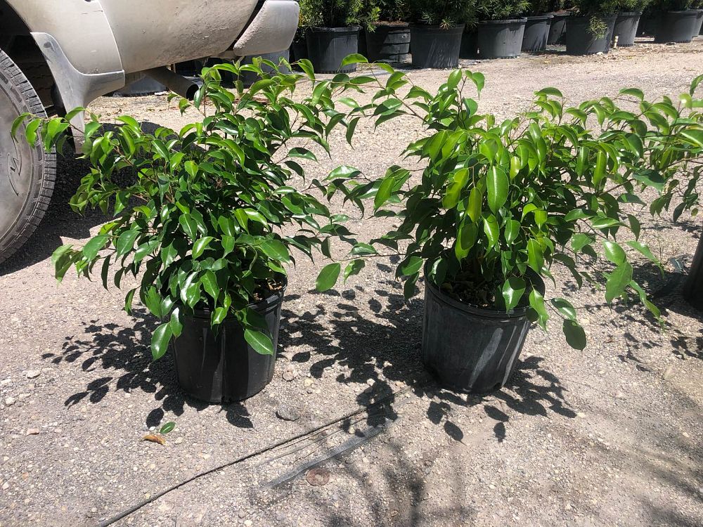 ficus-benjamina-weeping-fig-java-fig-benjamin-fig
