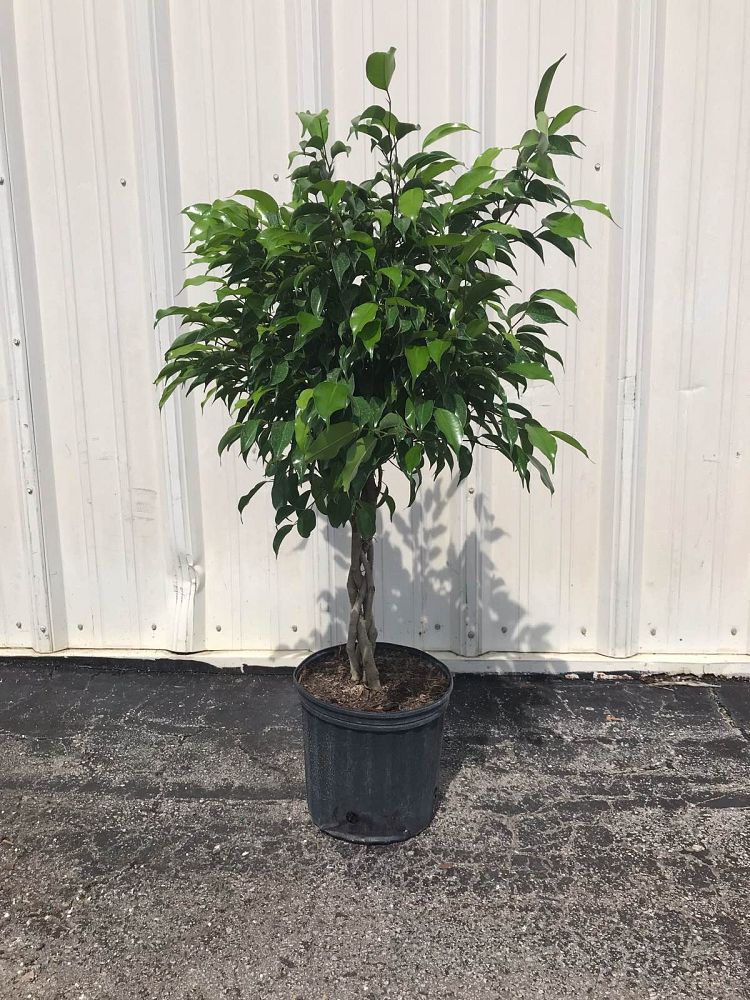 ficus-benjamina-weeping-fig-java-fig-benjamin-fig