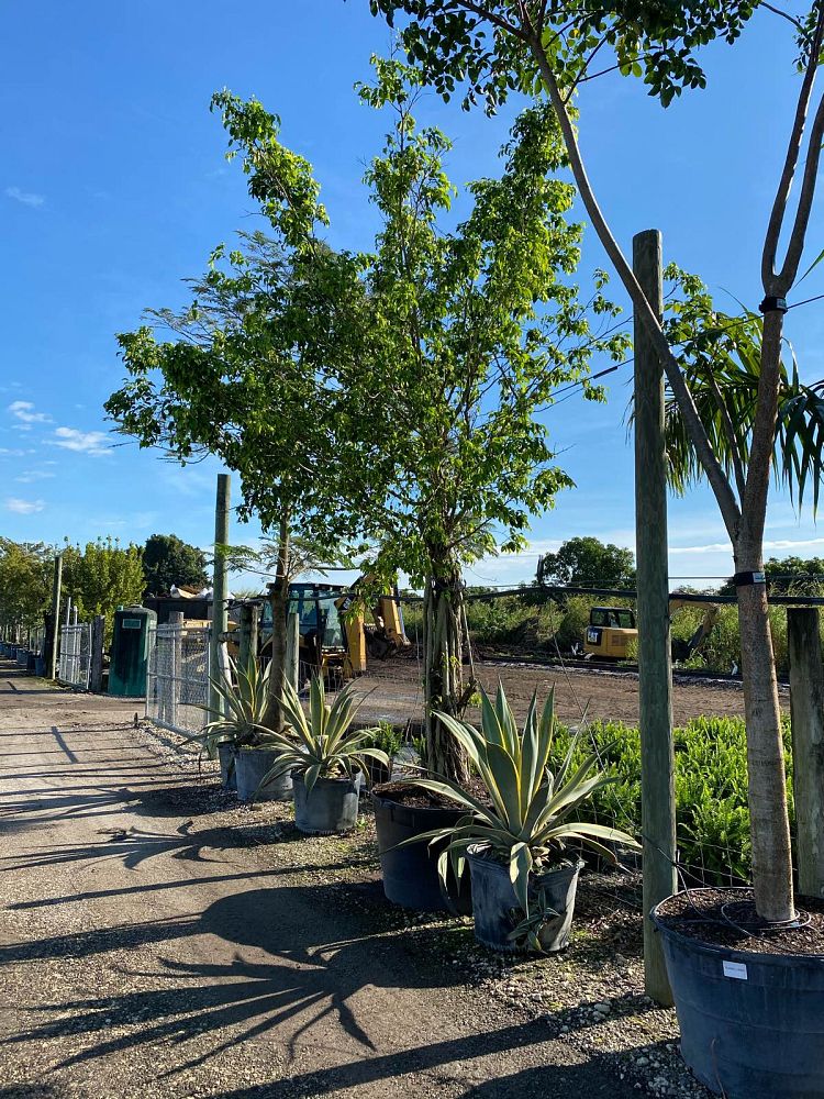 ficus-benjamina-weeping-fig-java-fig-benjamin-fig