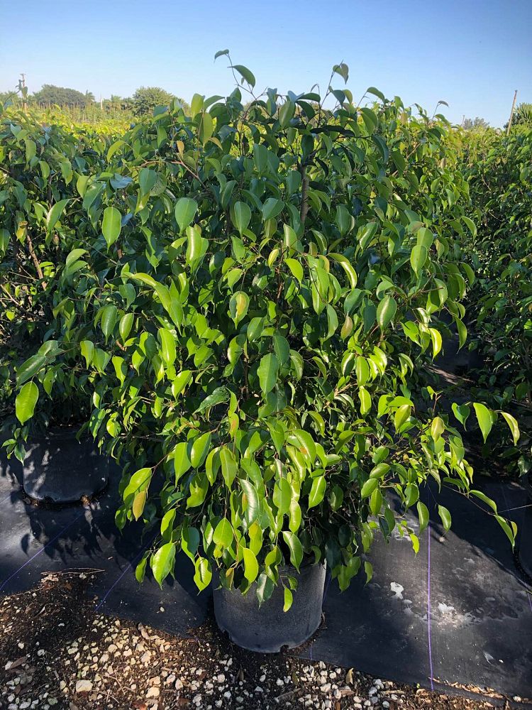 ficus-benjamina-weeping-fig-java-fig-benjamin-fig