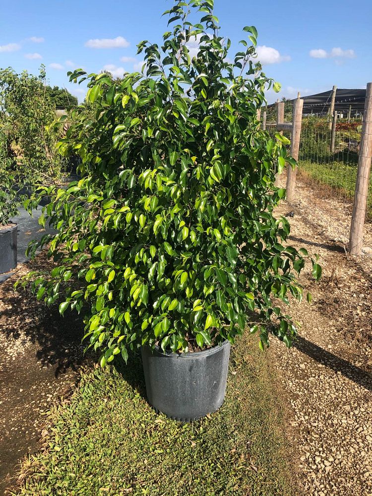 ficus-benjamina-weeping-fig-java-fig-benjamin-fig