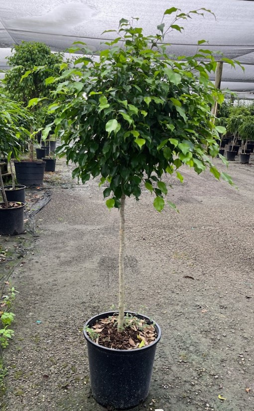 ficus-benjamina-weeping-fig-java-fig-benjamin-fig