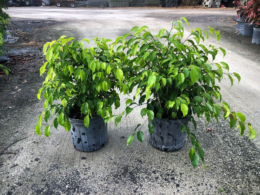 ficus-benjamina-weeping-fig-java-fig-benjamin-fig