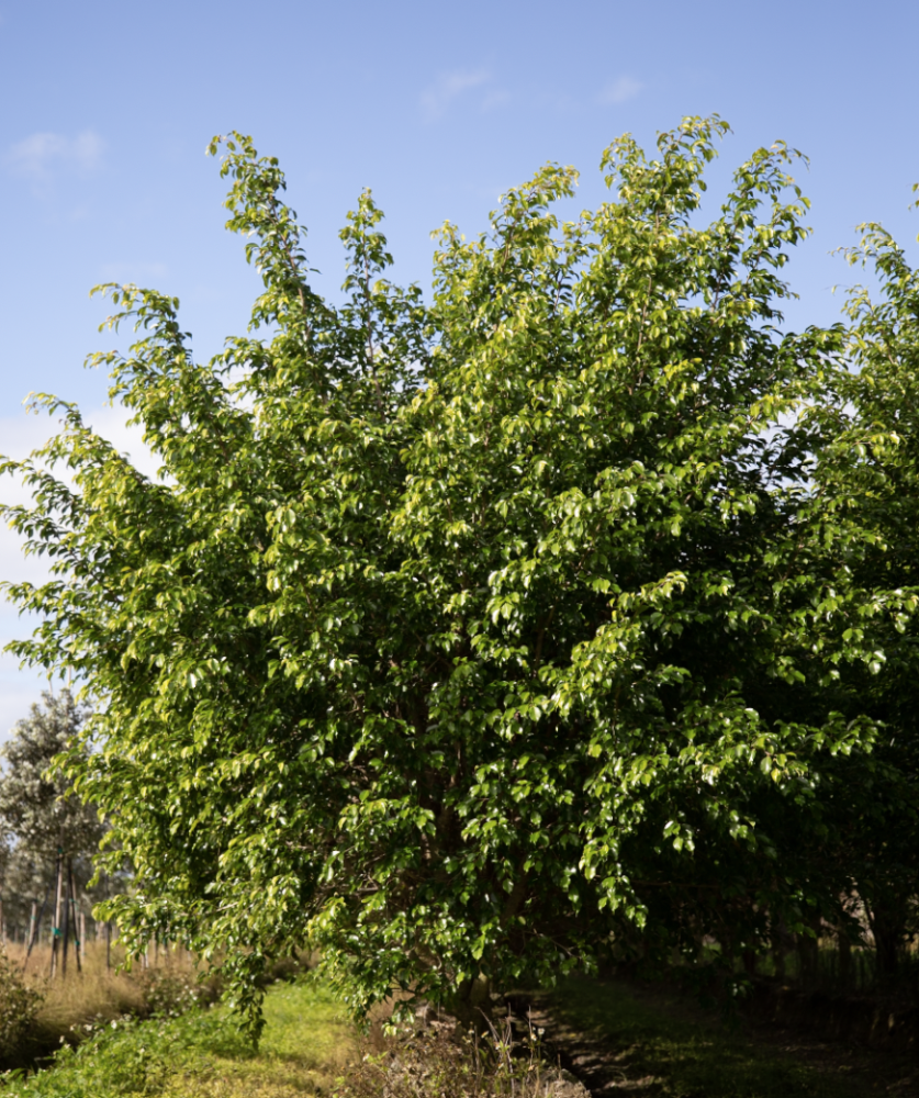ficus-benjamina-weeping-fig-java-fig-benjamin-fig