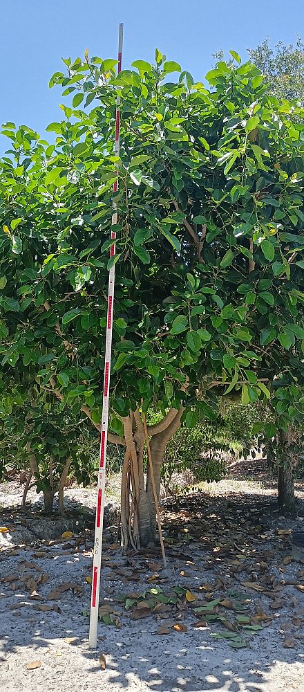 ficus-benjamina-weeping-fig-java-fig-benjamin-fig