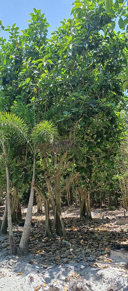 ficus-benjamina-weeping-fig-java-fig-benjamin-fig