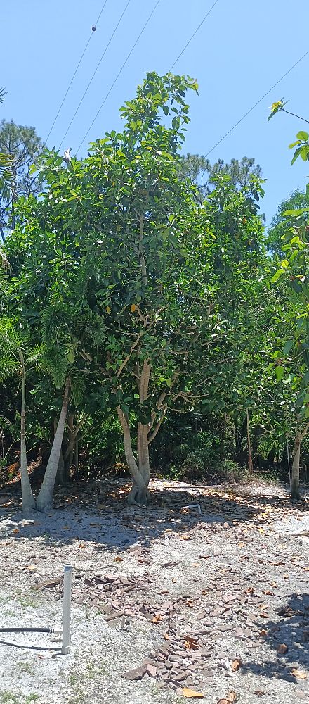 ficus-benjamina-weeping-fig-java-fig-benjamin-fig