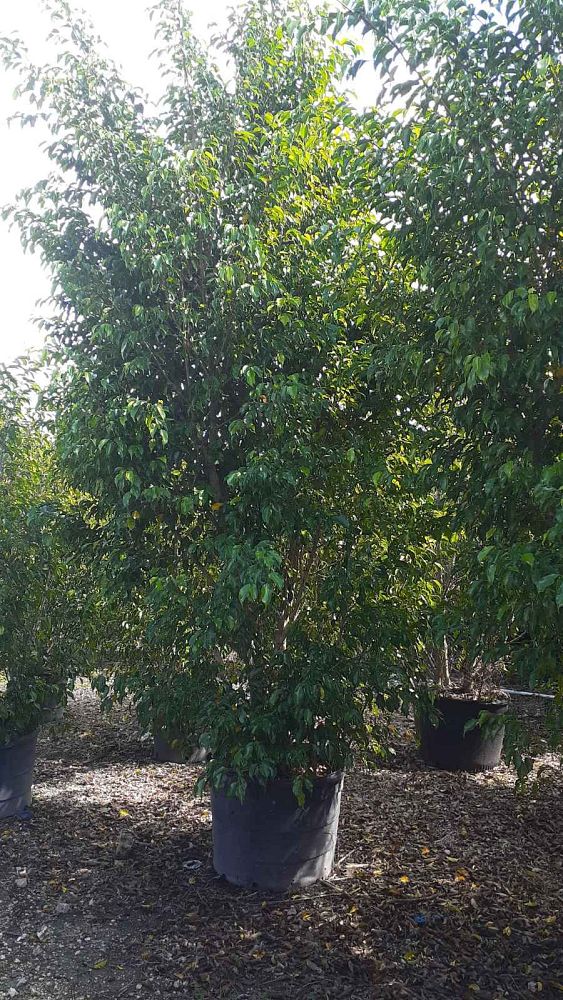 ficus-benjamina-weeping-fig-java-fig-benjamin-fig