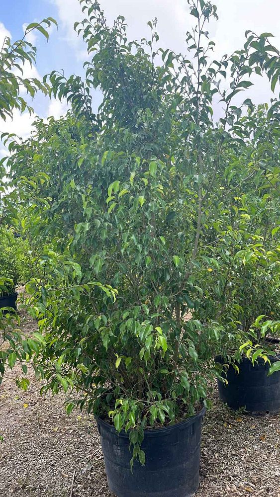 ficus-benjamina-weeping-fig-java-fig-benjamin-fig