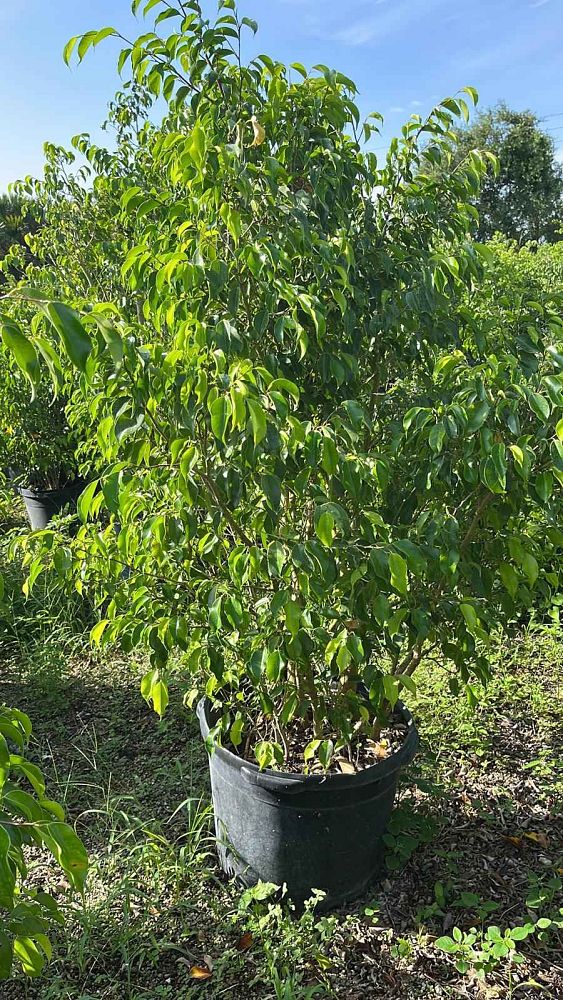 ficus-benjamina-weeping-fig-java-fig-benjamin-fig