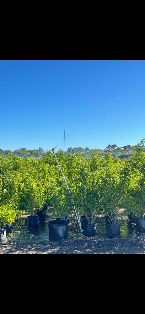 ficus-benjamina-weeping-fig-java-fig-benjamin-fig