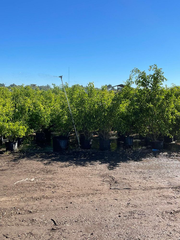 ficus-benjamina-weeping-fig-java-fig-benjamin-fig