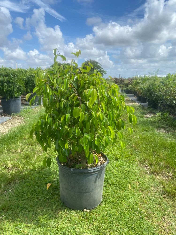 ficus-benjamina-weeping-fig-java-fig-benjamin-fig
