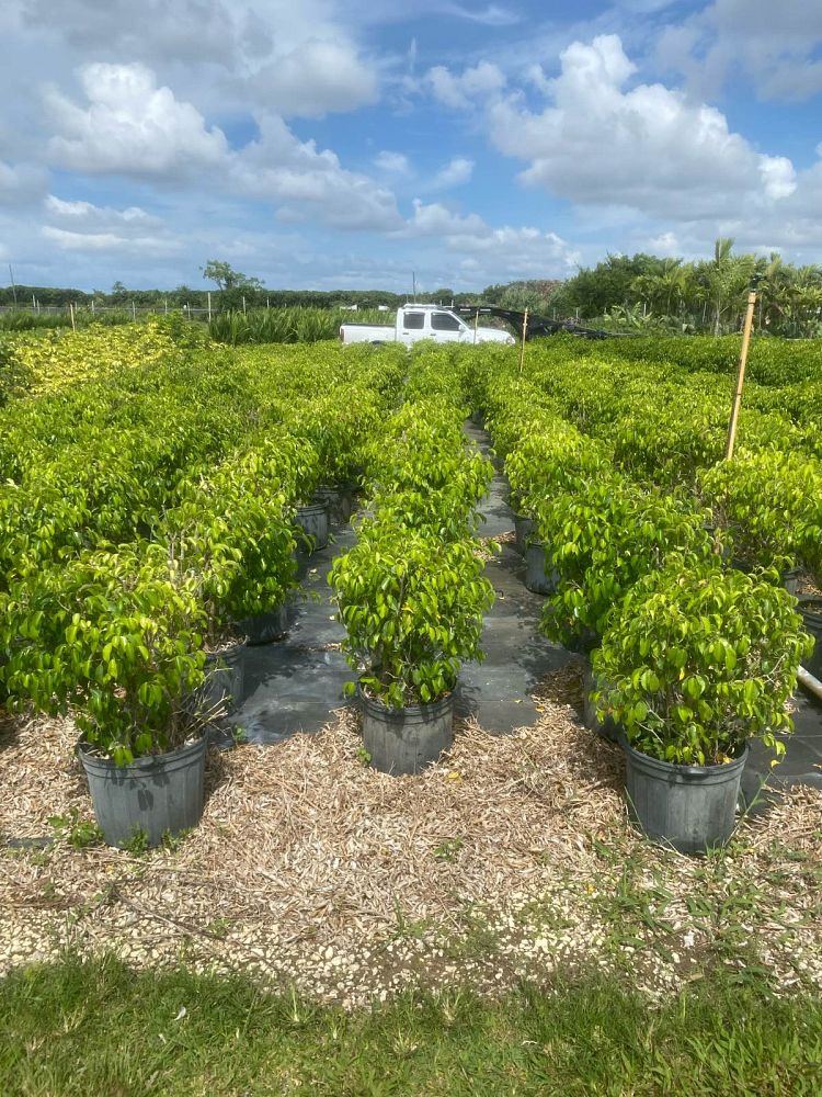 ficus-benjamina-weeping-fig-java-fig-benjamin-fig