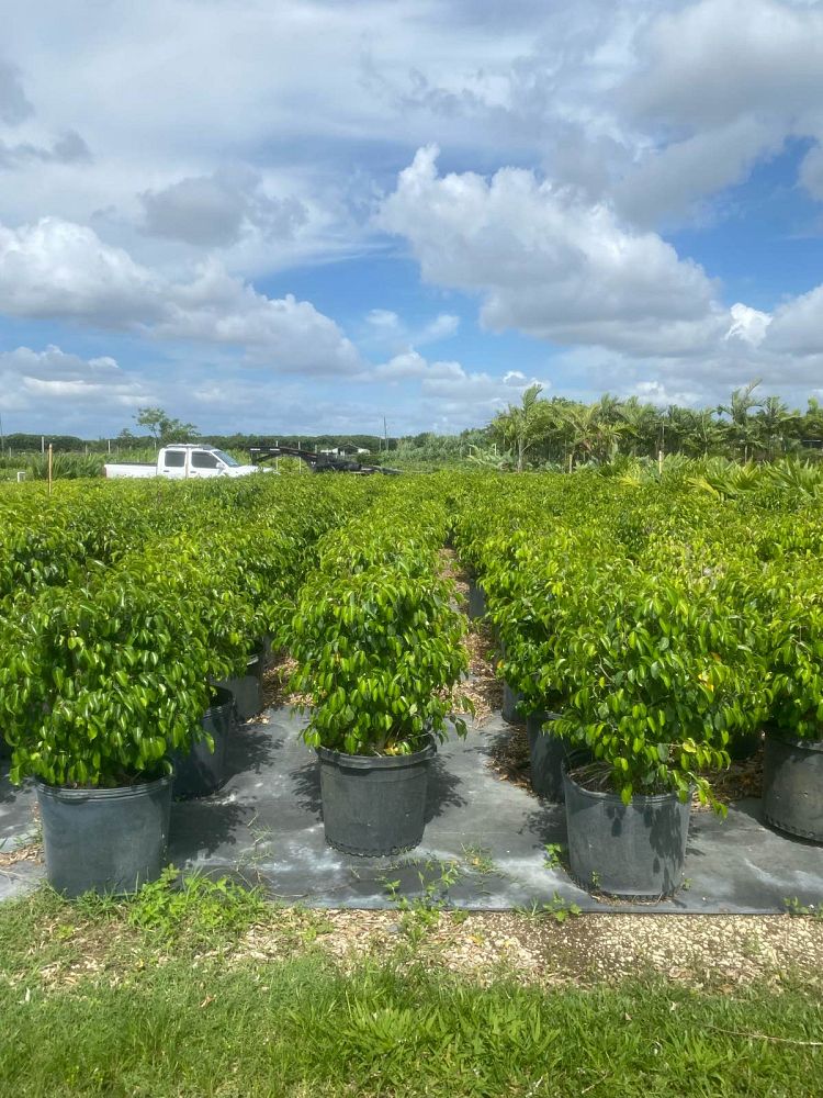 ficus-benjamina-weeping-fig-java-fig-benjamin-fig