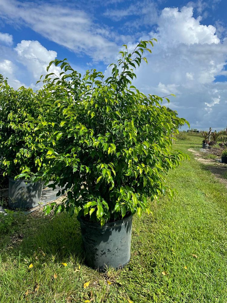 ficus-benjamina-weeping-fig-java-fig-benjamin-fig
