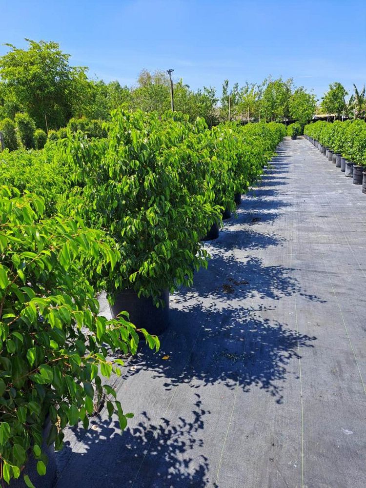 ficus-benjamina-weeping-fig-java-fig-benjamin-fig