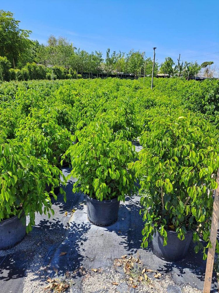 ficus-benjamina-weeping-fig-java-fig-benjamin-fig