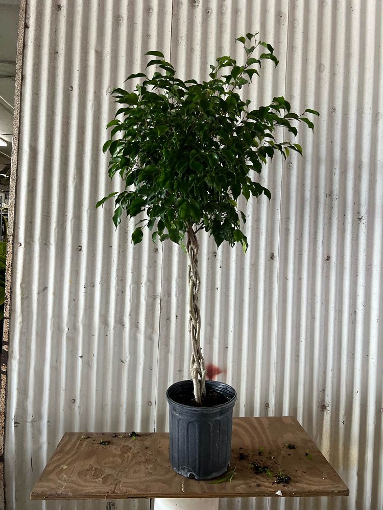ficus-benjamina-weeping-fig-java-fig-benjamin-fig