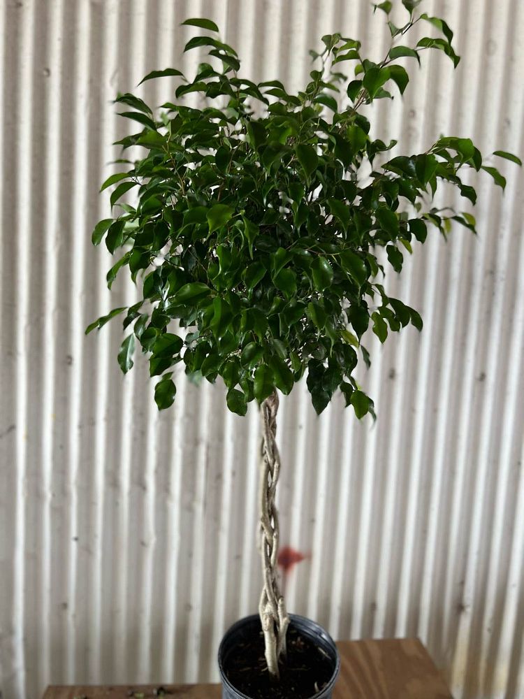 ficus-benjamina-weeping-fig-java-fig-benjamin-fig