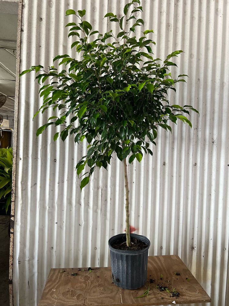 ficus-benjamina-weeping-fig-java-fig-benjamin-fig