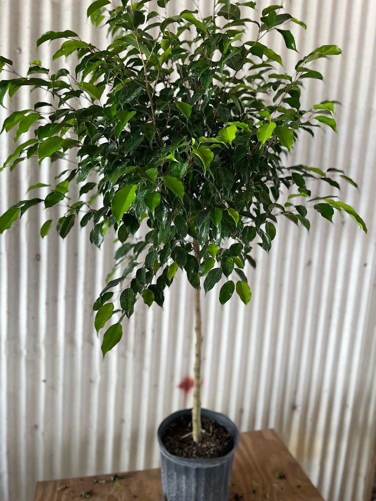 ficus-benjamina-weeping-fig-java-fig-benjamin-fig
