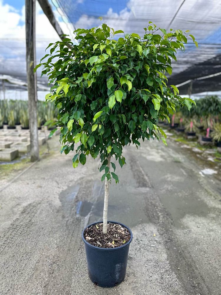 ficus-benjamina-weeping-fig-java-fig-benjamin-fig