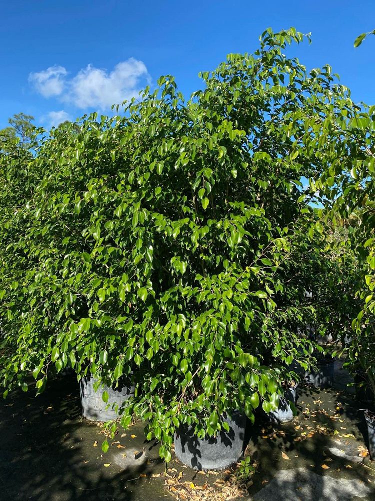 ficus-benjamina-weeping-fig-java-fig-benjamin-fig