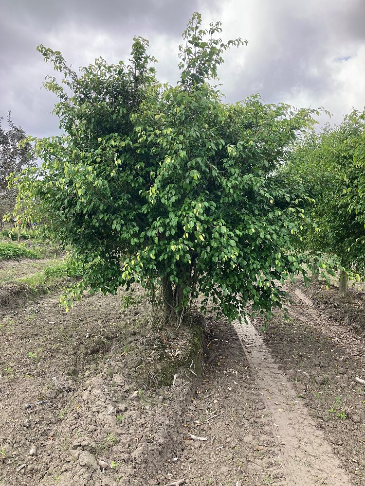 ficus-benjamina-weeping-fig-java-fig-benjamin-fig