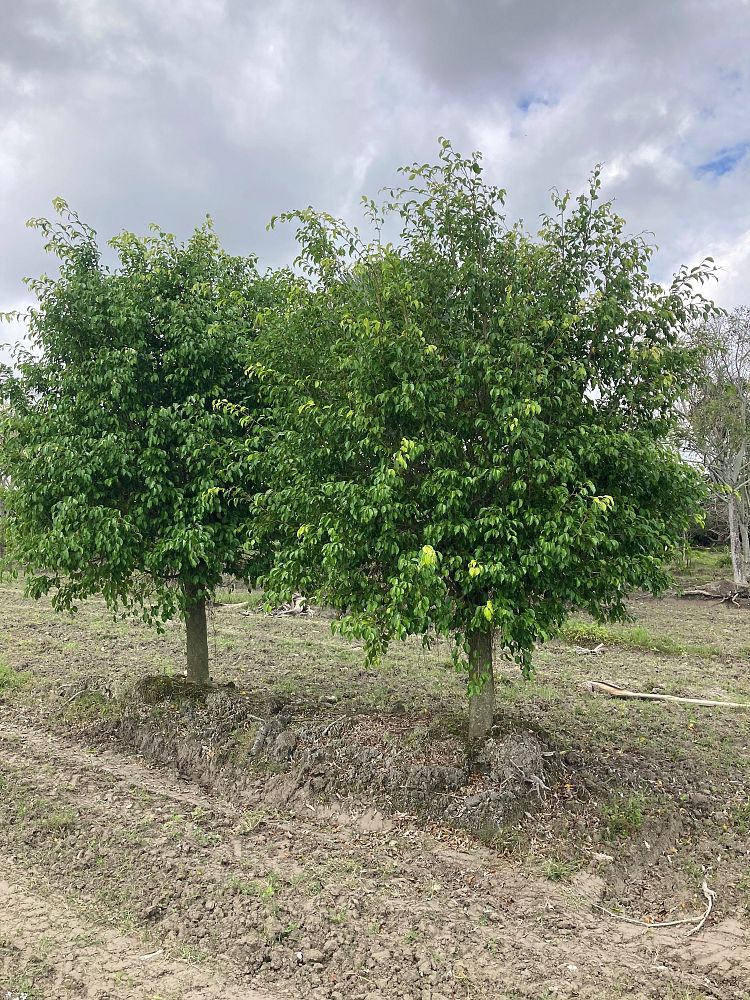 ficus-benjamina-weeping-fig-java-fig-benjamin-fig