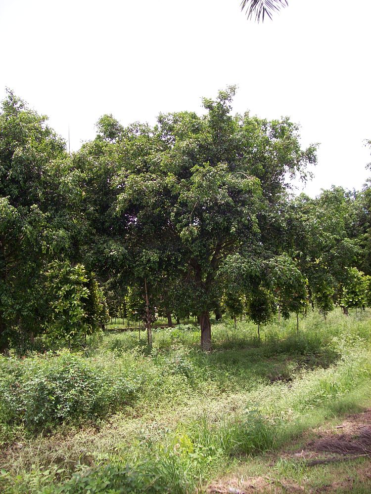 ficus-benjamina-weeping-fig-java-fig-benjamin-fig