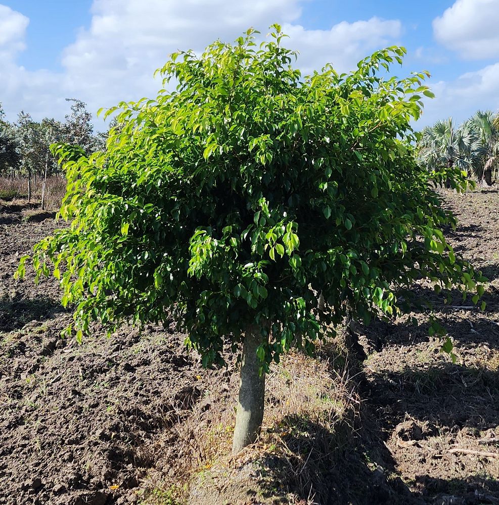 ficus-benjamina-weeping-fig-java-fig-benjamin-fig