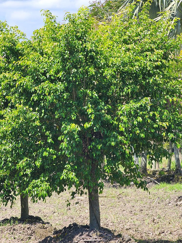 ficus-benjamina-weeping-fig-java-fig-benjamin-fig