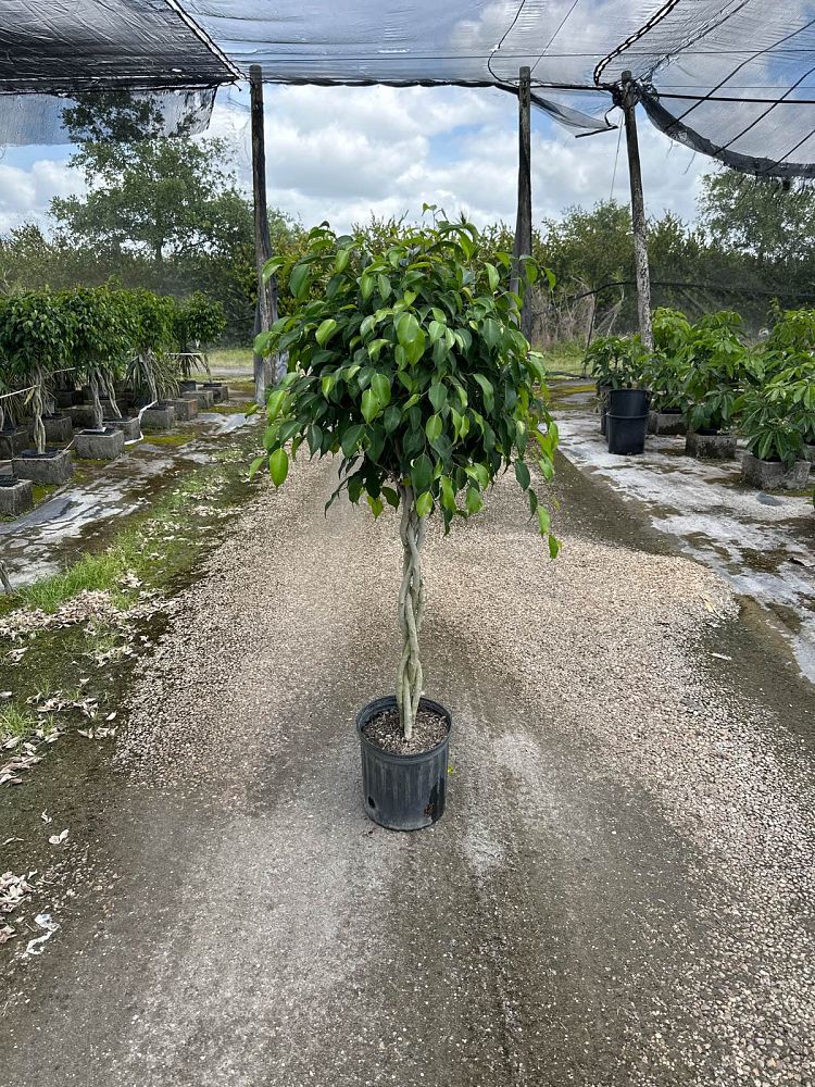 ficus-benjamina-weeping-fig-java-fig-benjamin-fig