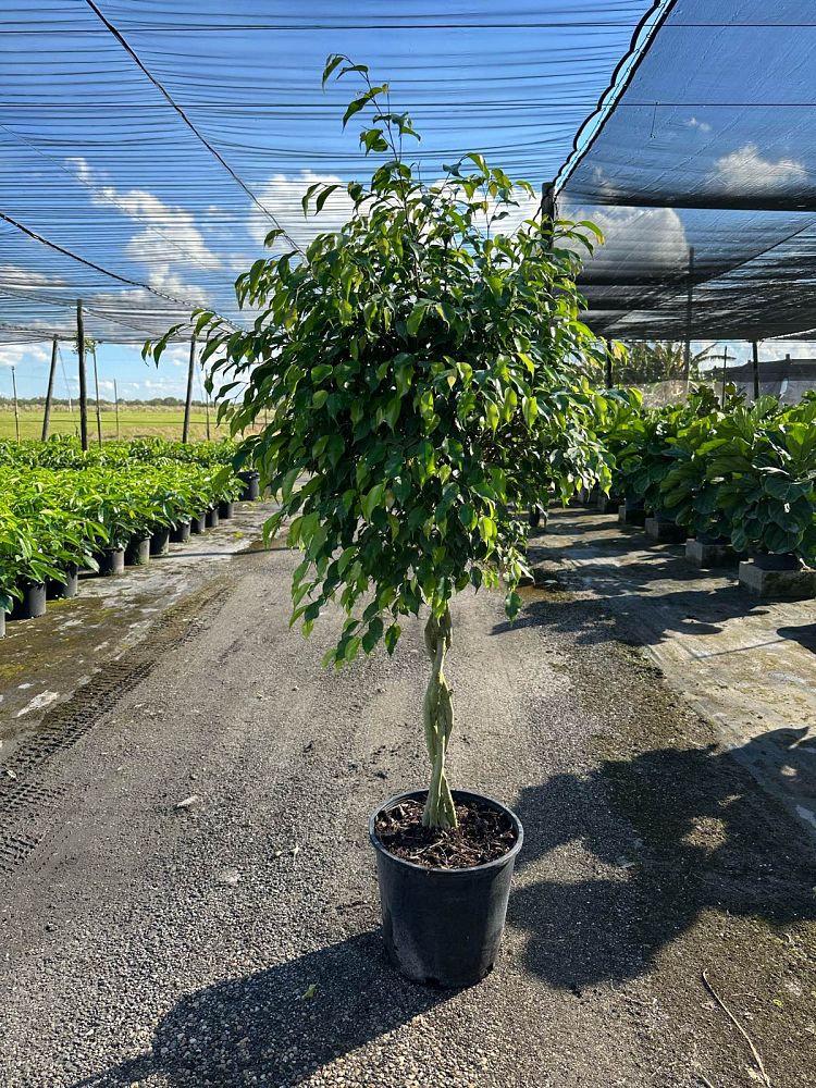 ficus-benjamina-weeping-fig-java-fig-benjamin-fig