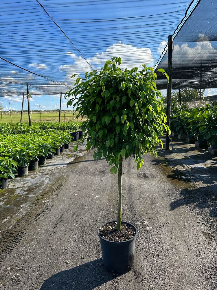 ficus-benjamina-weeping-fig-java-fig-benjamin-fig
