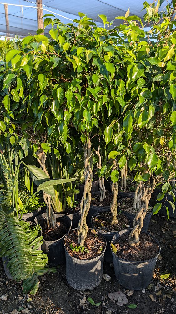 ficus-benjamina-weeping-fig-java-fig-benjamin-fig