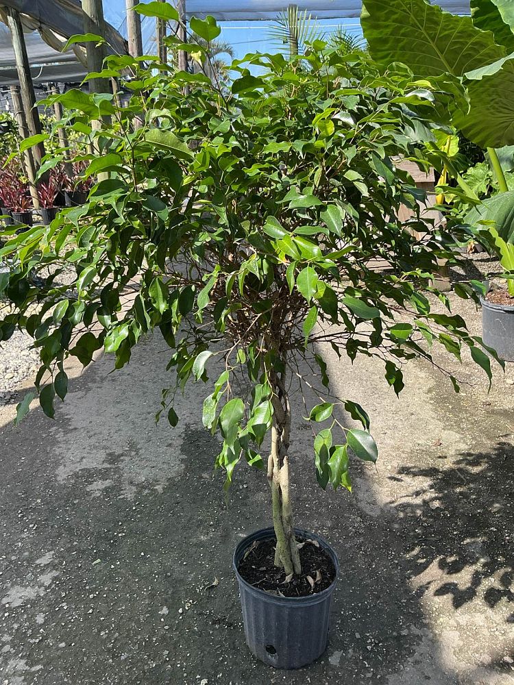ficus-benjamina-weeping-fig-java-fig-benjamin-fig