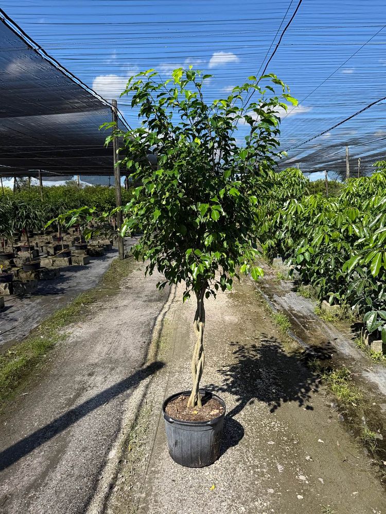 ficus-benjamina-weeping-fig-java-fig-benjamin-fig