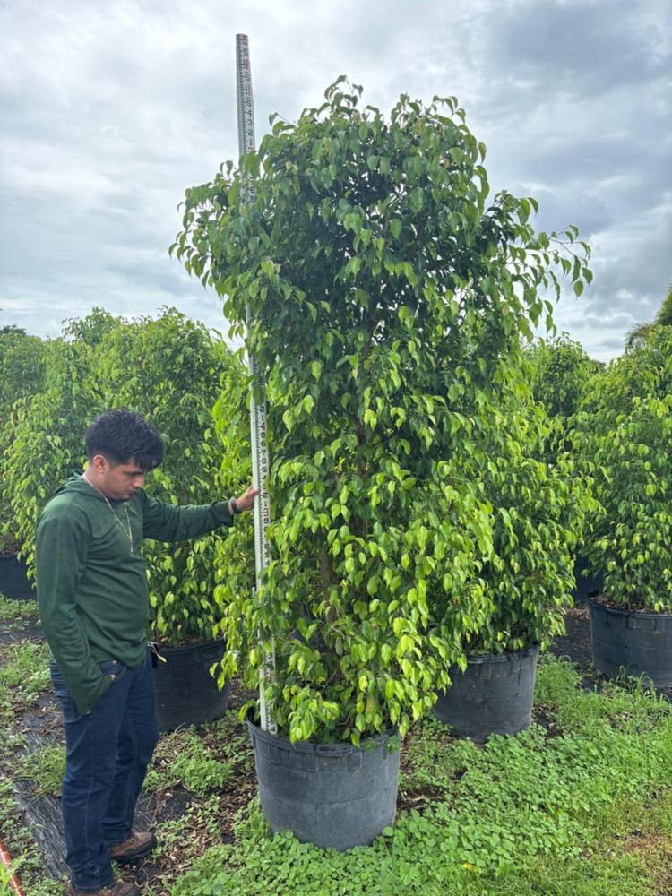 ficus-benjamina-weeping-fig-java-fig-benjamin-fig