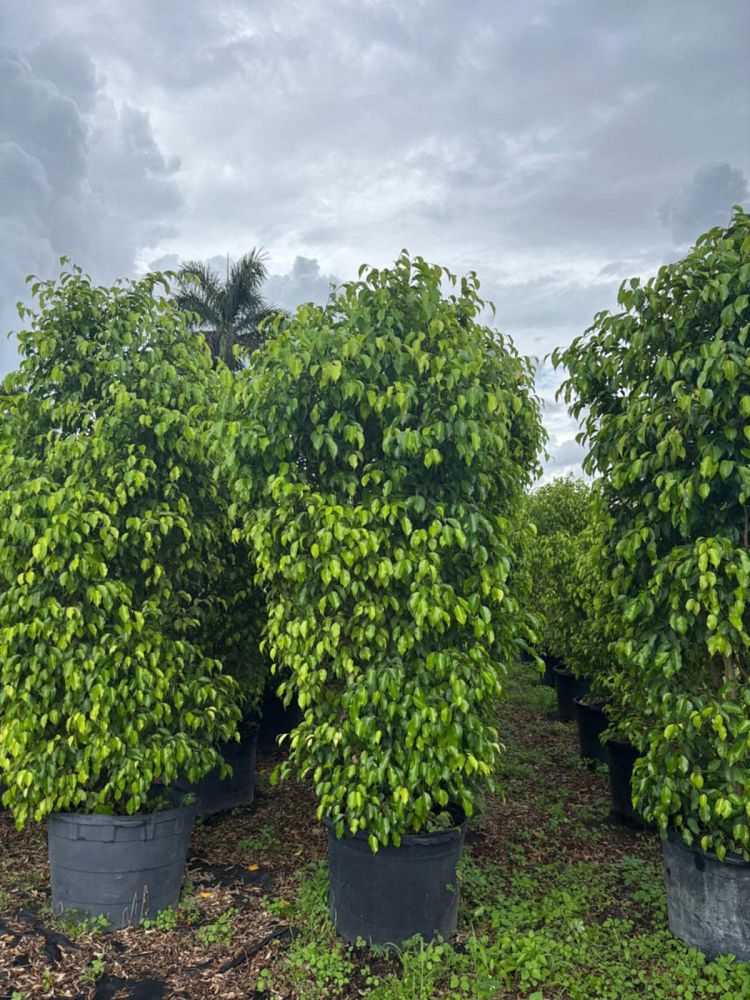 ficus-benjamina-weeping-fig-java-fig-benjamin-fig