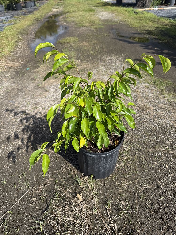 ficus-benjamina-weeping-fig-java-fig-benjamin-fig