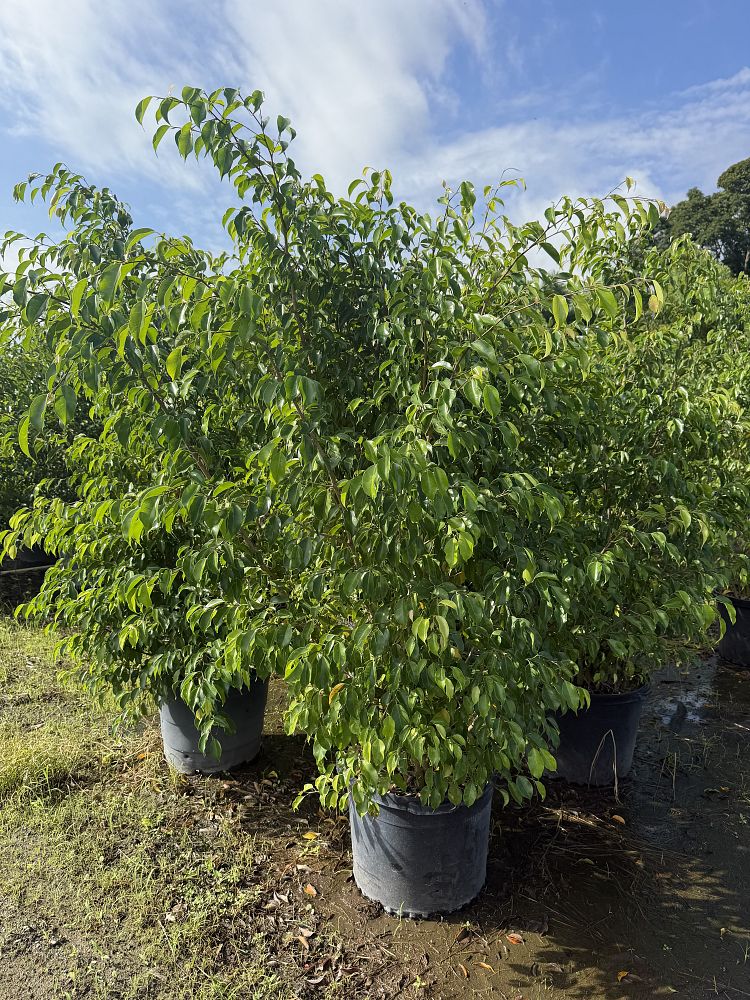 ficus-benjamina-weeping-fig-java-fig-benjamin-fig