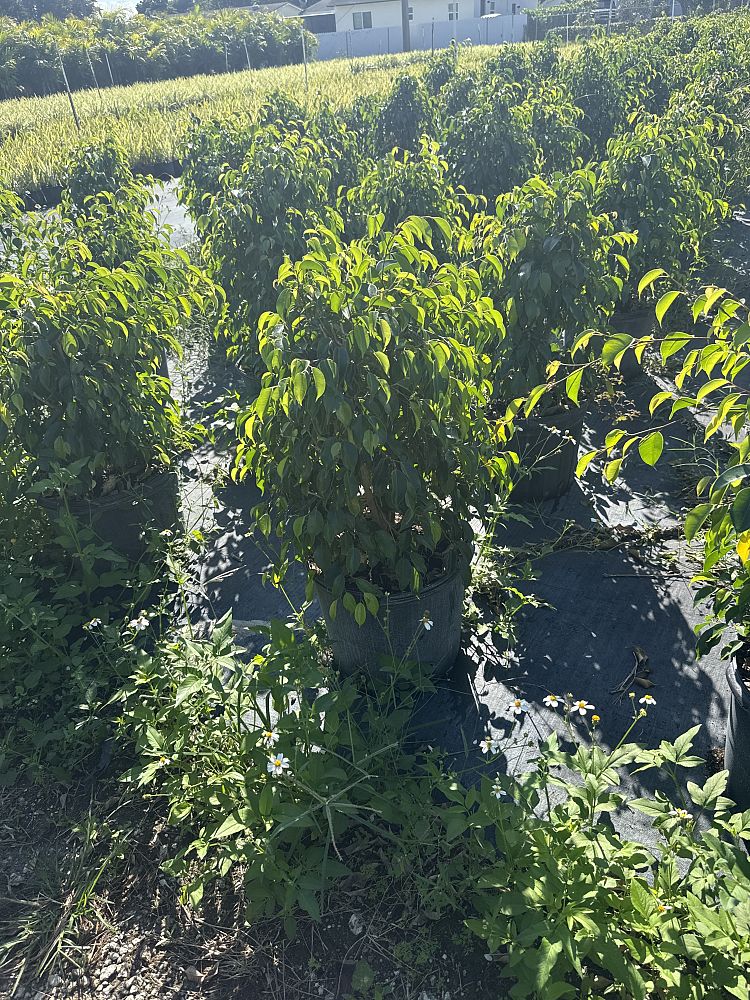 ficus-benjamina-weeping-fig-java-fig-benjamin-fig