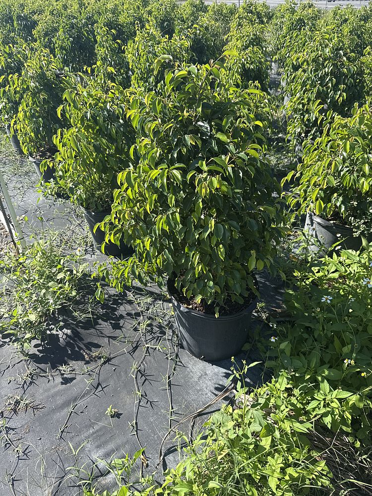 ficus-benjamina-weeping-fig-java-fig-benjamin-fig