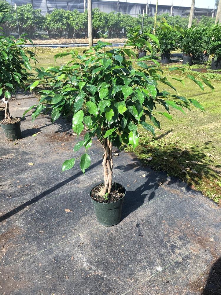 ficus-benjamina-wintergreen-weeping-fig